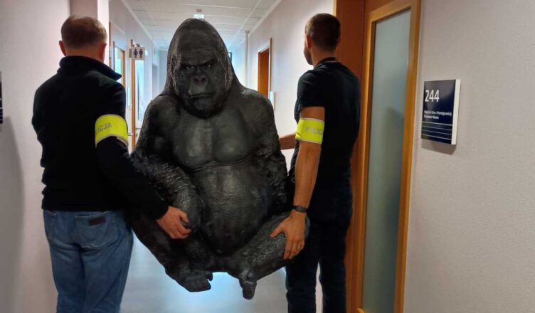 Policjanci odzyskali „uprowadzonego” goryla, który w bagażniku przejechał 50 km