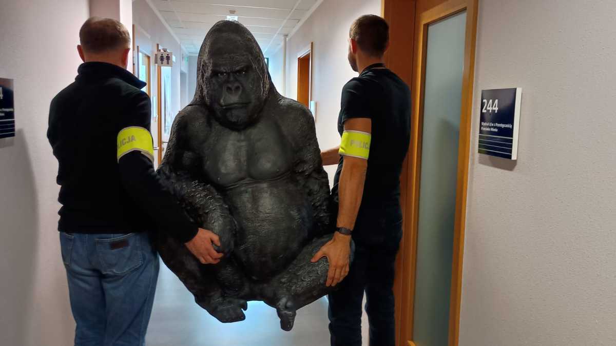 Policjanci odzyskali „uprowadzonego” goryla, który w bagażniku przejechał 50 km