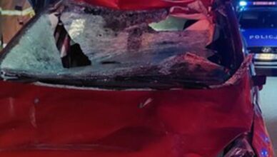 Kolejne zderzenia z dzikimi zwierzętami