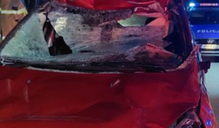 Kolejne zderzenia z dzikimi zwierzętami