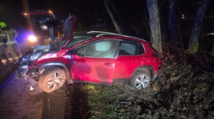 Dzika zwierzyna na drodze. Zdarzenie w Nowych Kucicach