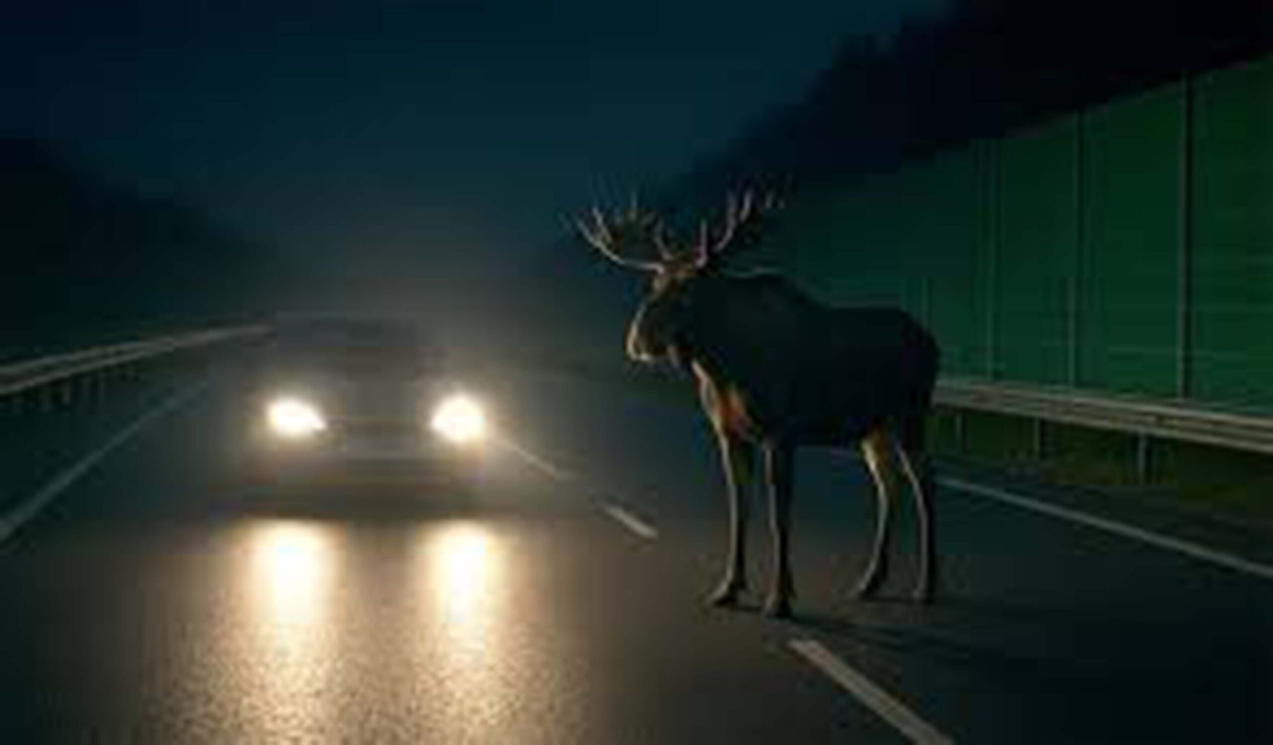 Uważajmy na dzikie zwierzęta – kolejne zderzenie auta z łosiem