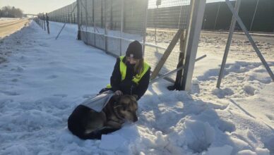 Z drogi do schroniska. Policyjna interwencja uratowała psa