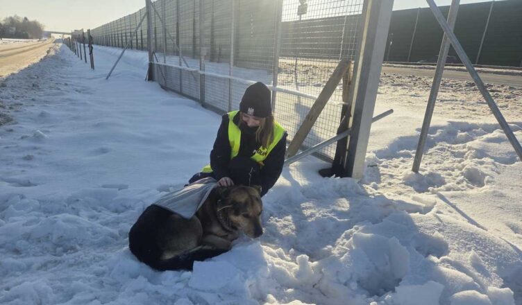 Z drogi do schroniska. Policyjna interwencja uratowała psa