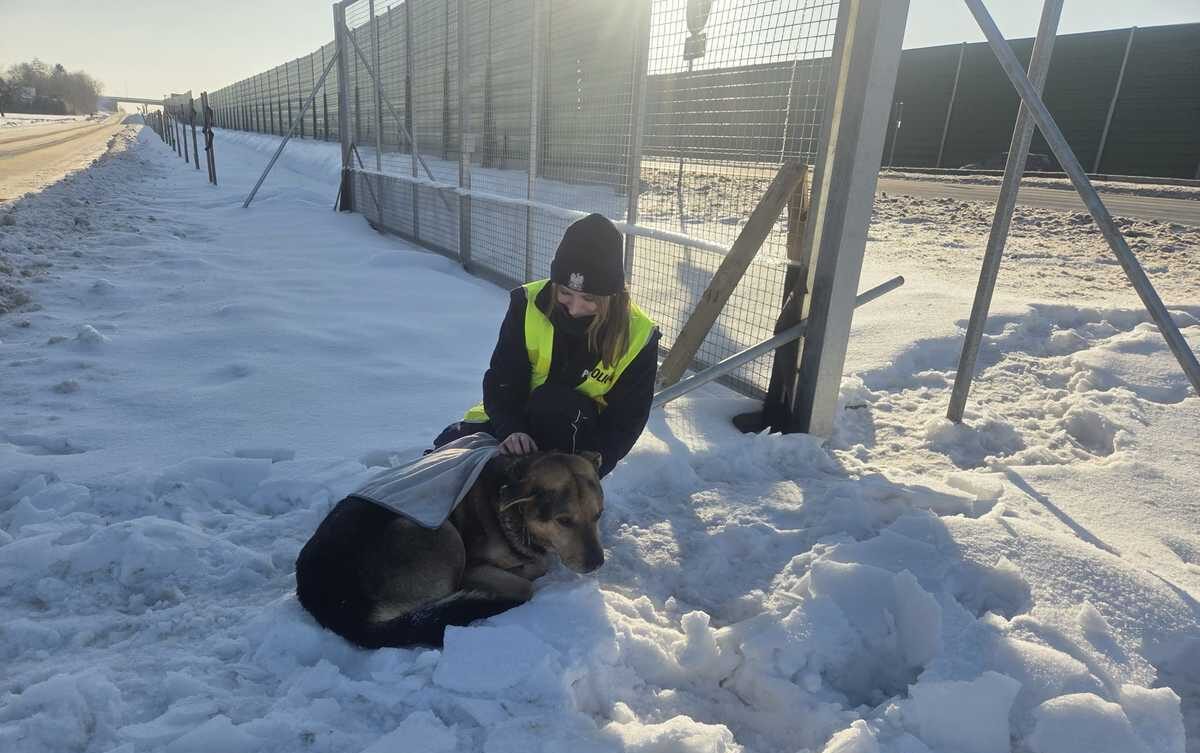 Z drogi do schroniska. Policyjna interwencja uratowała psa