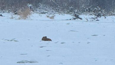 Akcja ratownicza na Bugu. Czworonóg na niestabilnej tafli lodowej.