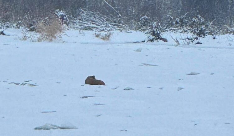 Akcja ratownicza na Bugu. Czworonóg na niestabilnej tafli lodowej.