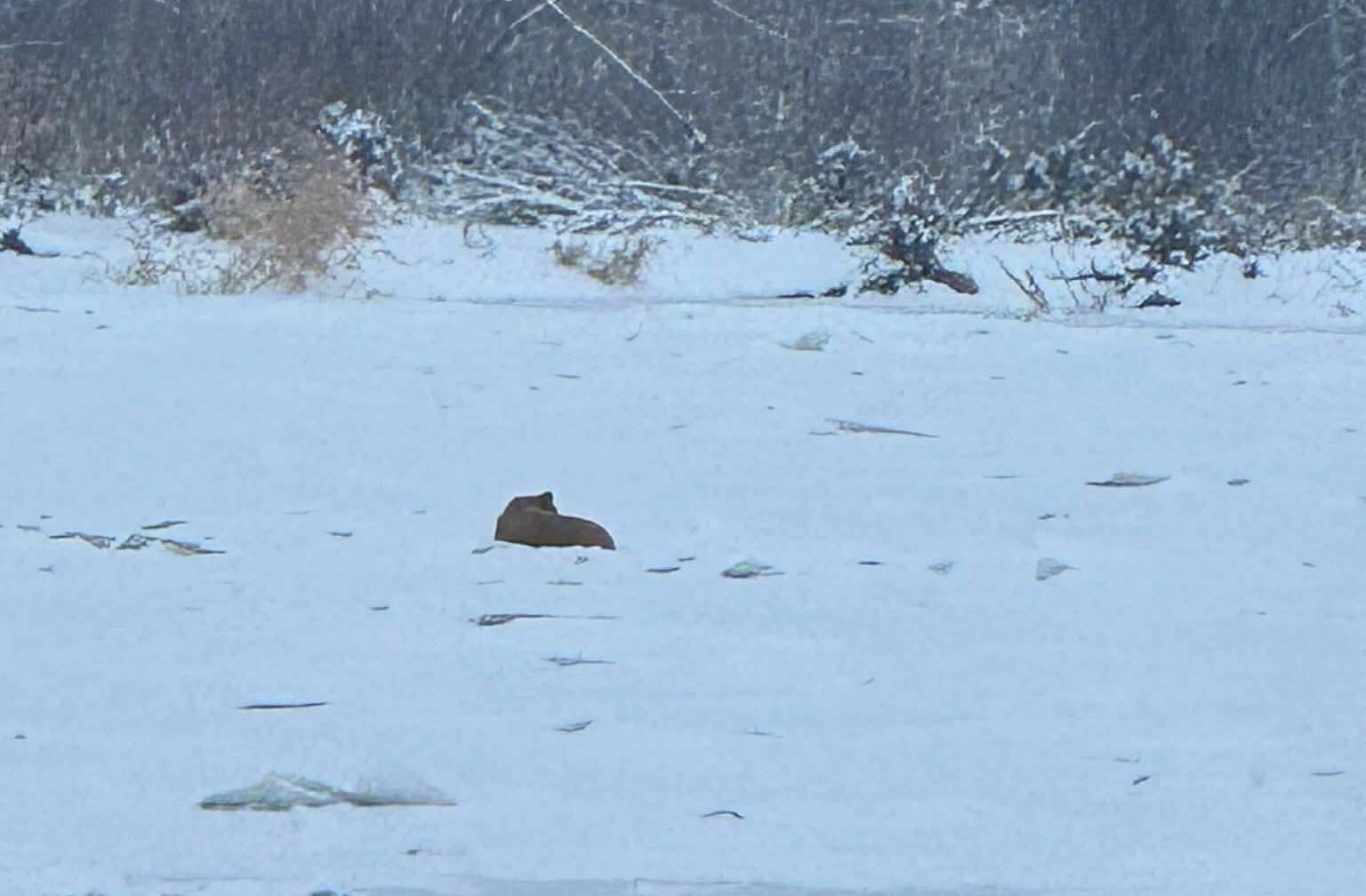 Akcja ratownicza na Bugu. Czworonóg na niestabilnej tafli lodowej.