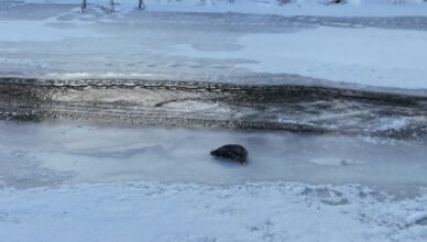 Dramatyczna akcja ratunkowa na zamarzniętym akwenie. Strażacy ruszyli na pomoc uwięzionej dzikiej gęsi