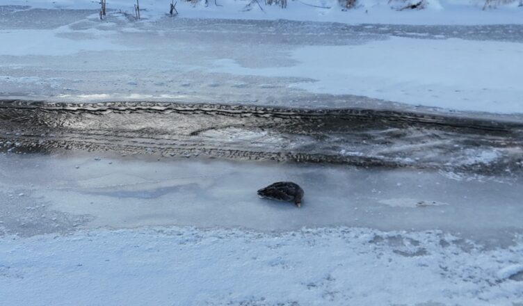 Dramatyczna akcja ratunkowa na zamarzniętym akwenie. Strażacy ruszyli na pomoc uwięzionej dzikiej gęsi
