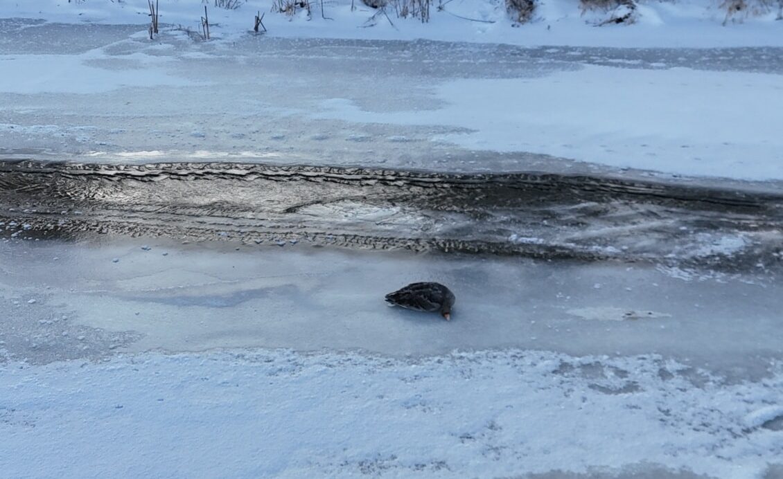 Dramatyczna akcja ratunkowa na zamarzniętym akwenie. Strażacy ruszyli na pomoc uwięzionej dzikiej gęsi