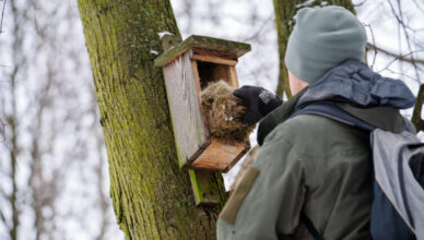 Zielonka - Czyszczenie budek lęgowych przed wiosną