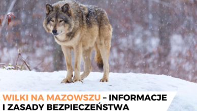 Wilki na Mazowszu
