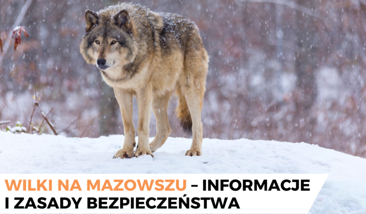Wilki na Mazowszu