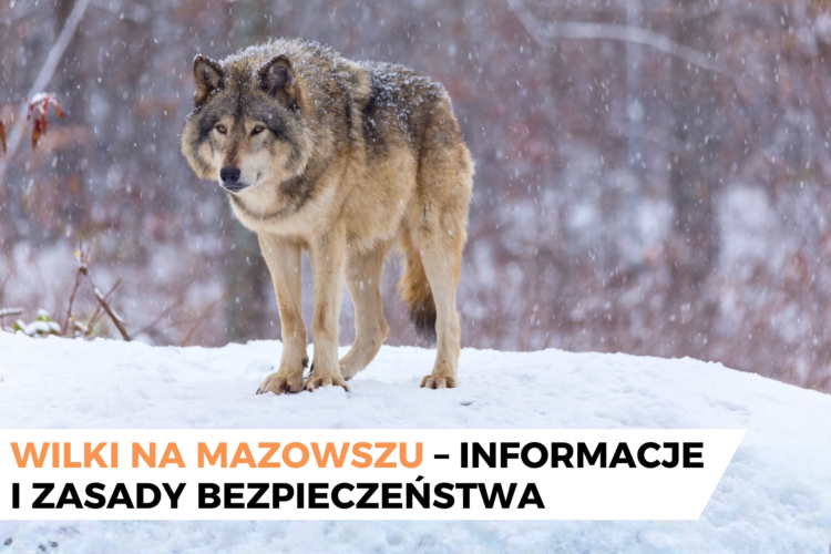 Wilki na Mazowszu
