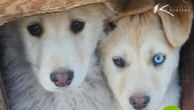 6 psiaków szuka swoich ludzi… może jednego z nich pokochasz właśnie Ty?