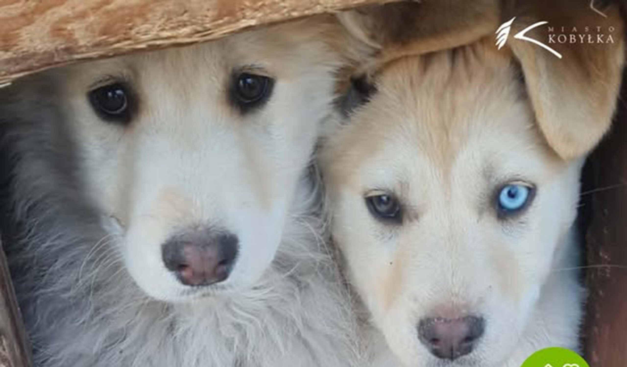 6 psiaków szuka swoich ludzi… może jednego z nich pokochasz właśnie Ty?