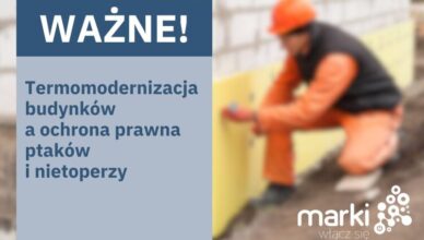 Termomodernizacja budynków a ochrona prawna ptaków i nietoperzy