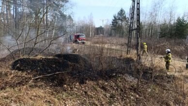 Pożar lasu przy ul. Żołnierskiej. Ogień pojawił się wśród drzew – strażacy z Ząbek i Wołomina zatrzymali go w zarzewiu