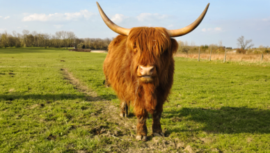 Ostatni dzień na pastwisku. Czy w Polsce możliwa jest godna śmierć zwierząt?