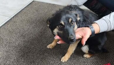 Jadów - Kto zgubił tę czworonożną podróżniczkę?