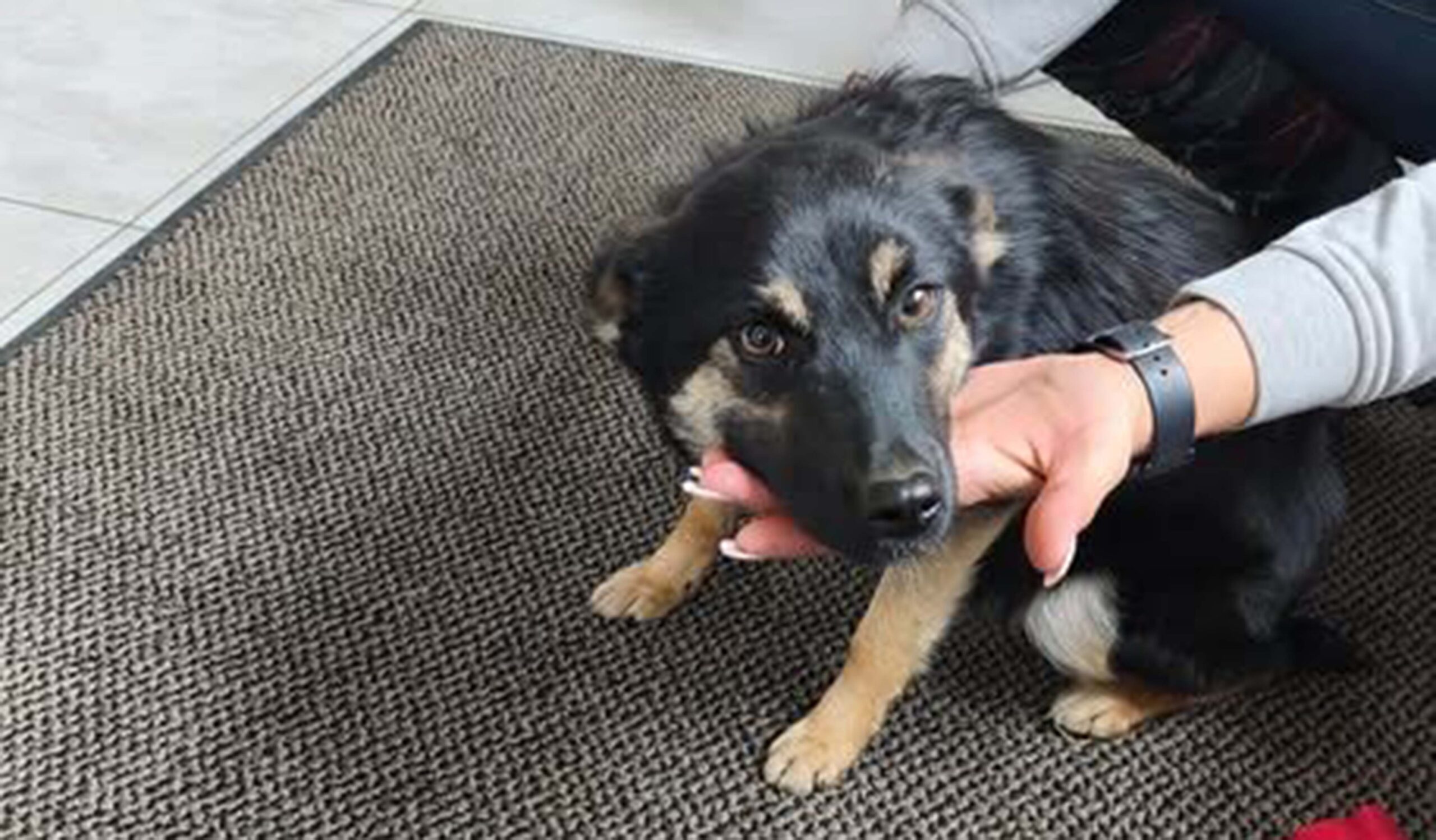 Jadów - Kto zgubił tę czworonożną podróżniczkę?