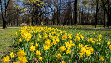 Zielonka - Zakwitło Pole Nadziei w Parku Dębinki