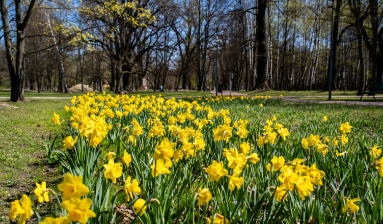 Zielonka - Zakwitło Pole Nadziei w Parku Dębinki