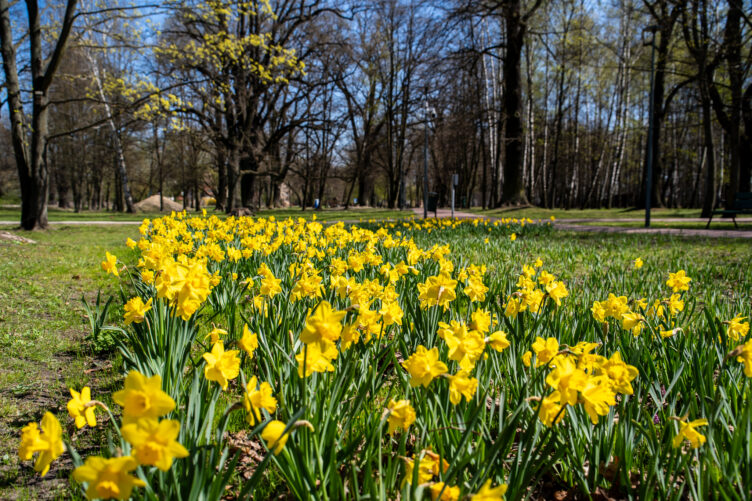 Zielonka - Zakwitło Pole Nadziei w Parku Dębinki