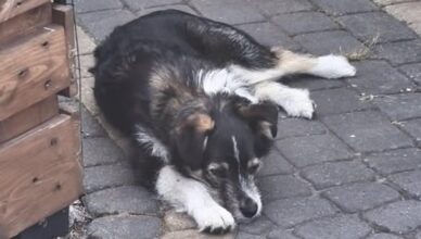 Mała uciekinierka z Urli szuka domu