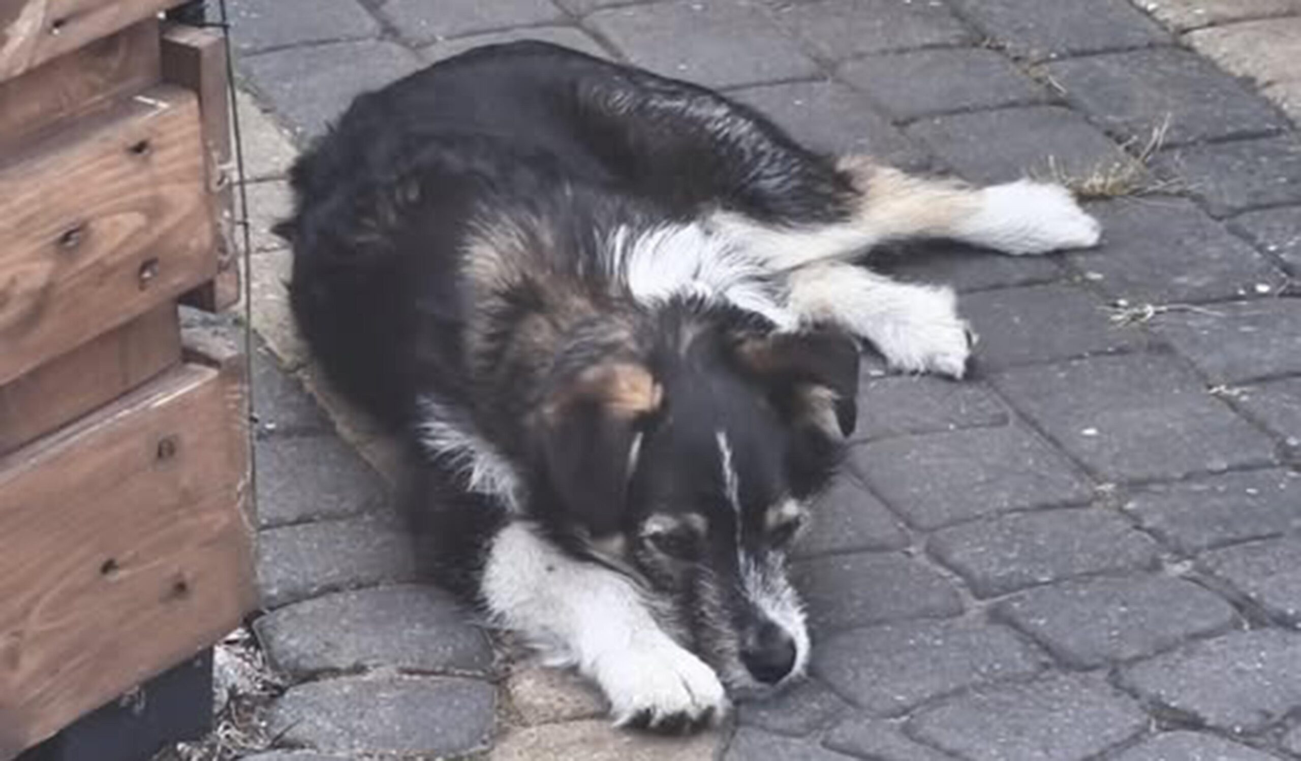 Mała uciekinierka z Urli szuka domu