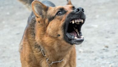 Gmina Dąbrówka - agresywne psy w Dręszewie - zagrożenie dla ludzi i zwierząt