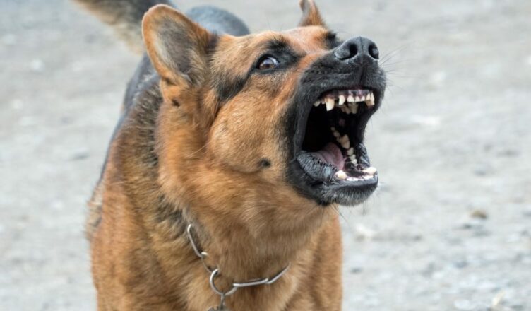 Gmina Dąbrówka - agresywne psy w Dręszewie - zagrożenie dla ludzi i zwierząt