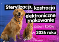 Wołomin - Sterylizacja, kastracja i elektroniczne znakowanie psów i kotów w 2026 roku