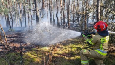 Groźny pożar lasu. Ogień błyskawicznie objął tysiące metrów kwadratowych, do akcji ruszyły liczne zastępy straży