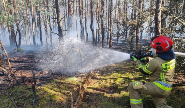 Groźny pożar lasu. Ogień błyskawicznie objął tysiące metrów kwadratowych, do akcji ruszyły liczne zastępy straży