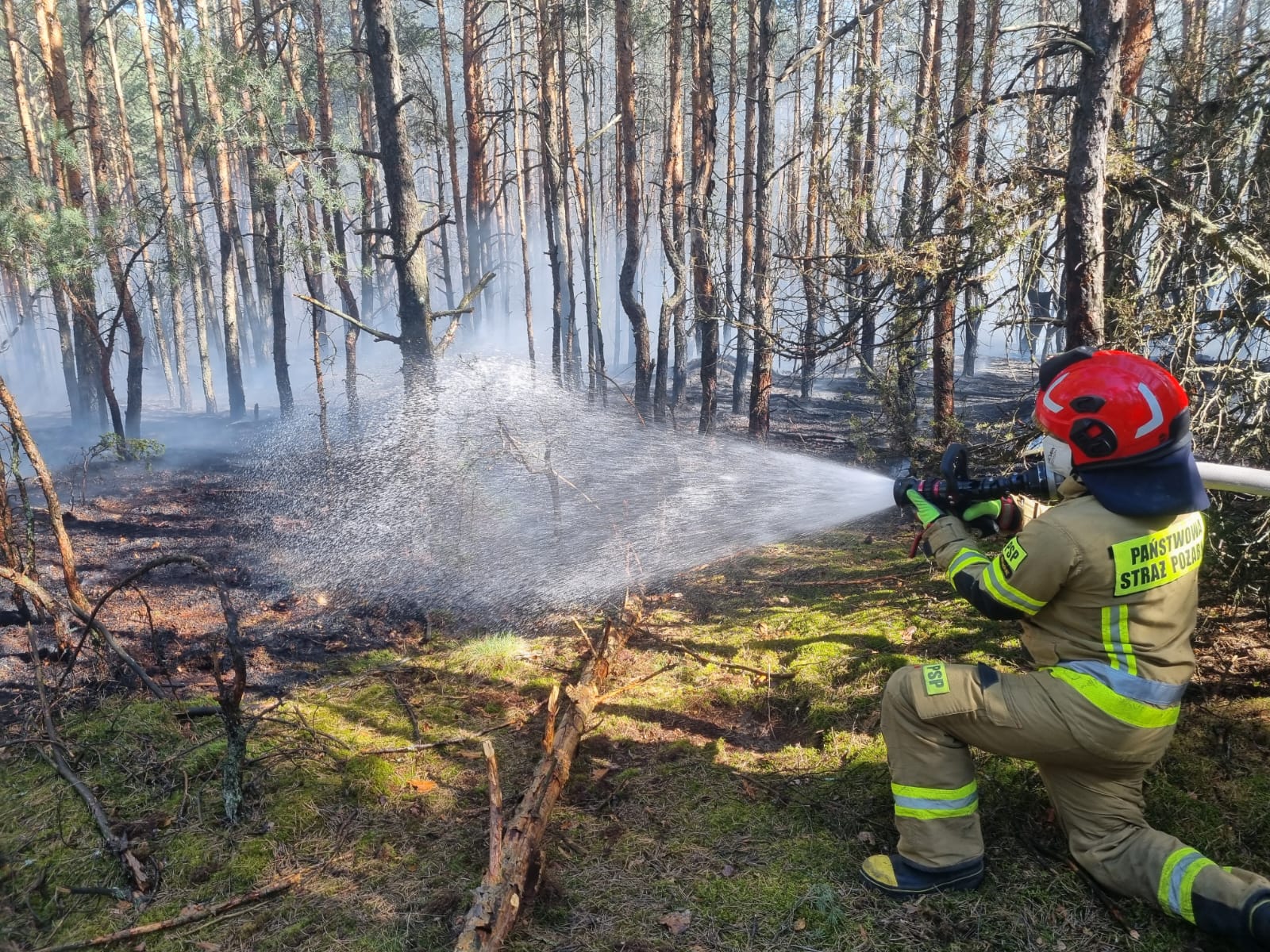 Groźny pożar lasu. Ogień błyskawicznie objął tysiące metrów kwadratowych, do akcji ruszyły liczne zastępy straży