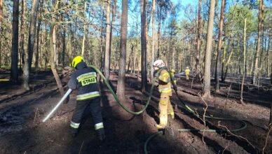 Pożar lasu w Zielonce. Wielogodzinna akcja strażaków w trudnych warunkach