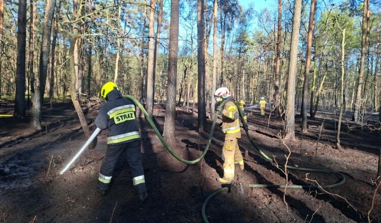 Pożar lasu w Zielonce. Wielogodzinna akcja strażaków w trudnych warunkach