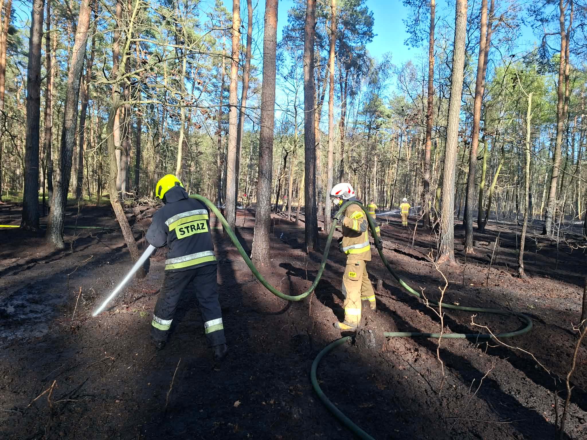 Pożar lasu w Zielonce. Wielogodzinna akcja strażaków w trudnych warunkach