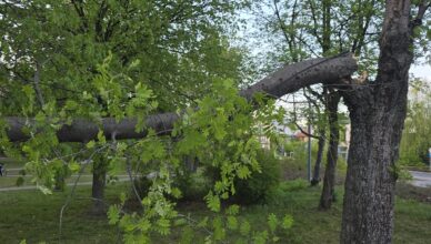 Silny wiatr łamał drzewa w Ząbkach. Strażacy interweniowali dwukrotnie jednego dnia