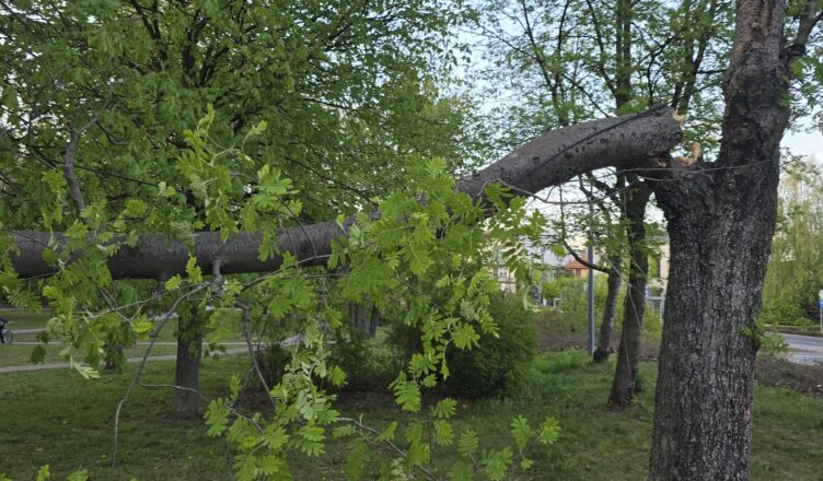 Silny wiatr łamał drzewa w Ząbkach. Strażacy interweniowali dwukrotnie jednego dnia