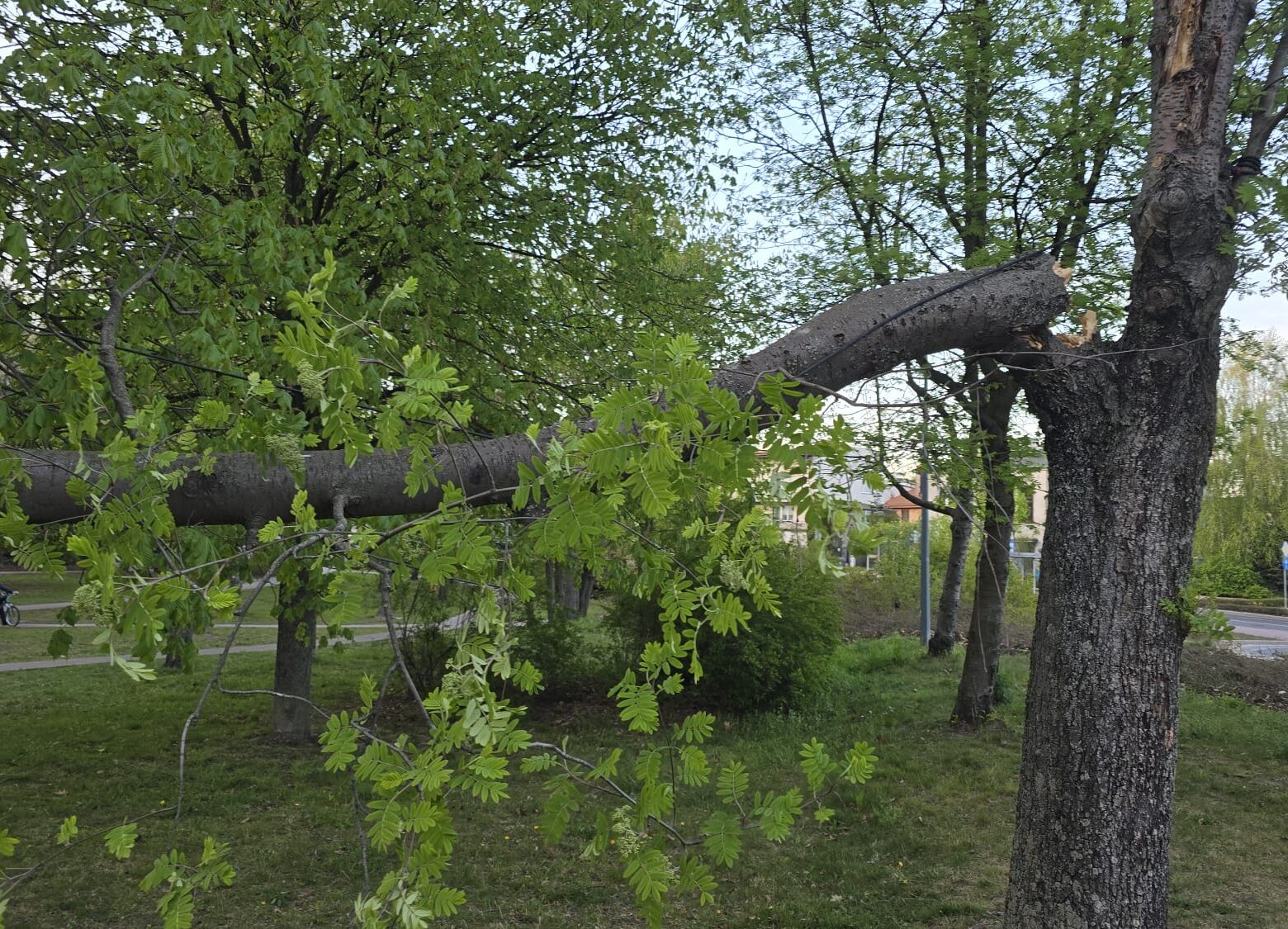 Silny wiatr łamał drzewa w Ząbkach. Strażacy interweniowali dwukrotnie jednego dnia