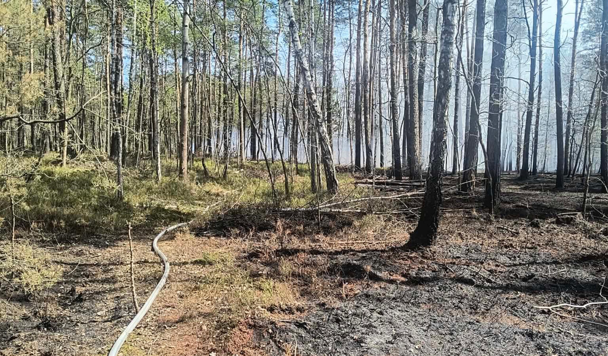 Ukryty ogień w lesie pod Ząbkami. Groźny pożar ściółki i torfu – trudna akcja strażaków