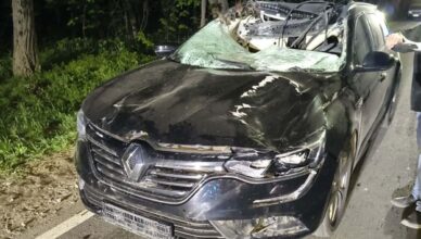 Dramat na drogach powiatu płockiego. Wypadki, łosie i jedna ofiara