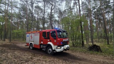 Alarm w lesie pod Zielonką. Strażacy z OSP Ząbki przeczesywali teren w poszukiwaniu ognia