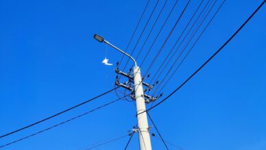Akcja ratunkowa w Tłuszczu. Gołąb utknął na słupie energetycznym, konieczna była interwencja strażaków i energetyków