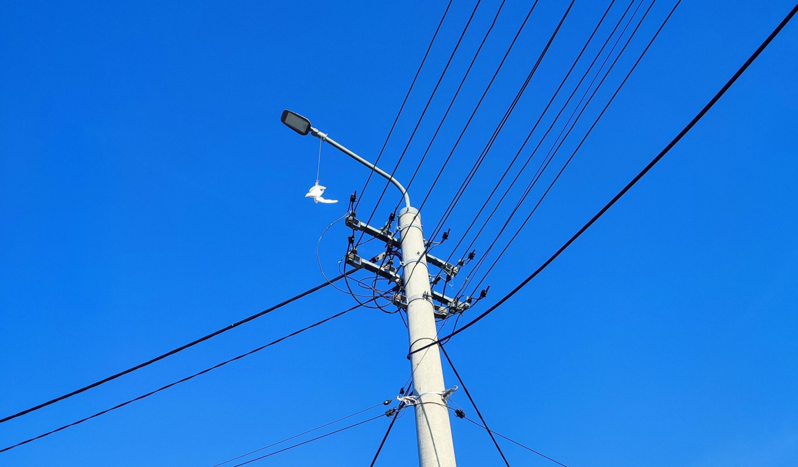 Akcja ratunkowa w Tłuszczu. Gołąb utknął na słupie energetycznym, konieczna była interwencja strażaków i energetyków