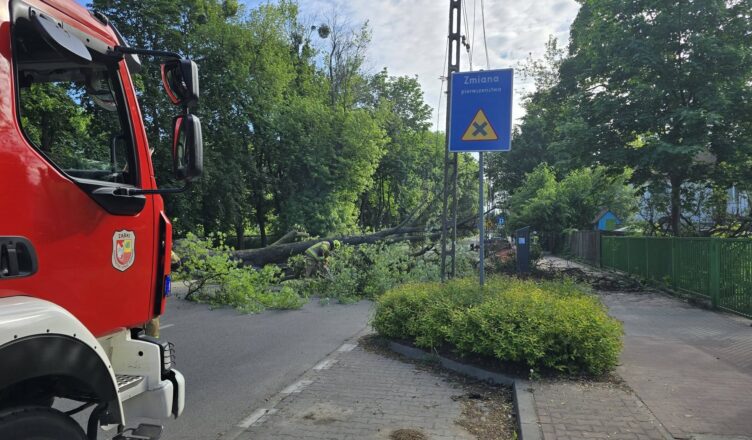 Potężne drzewo runęło na ulicę w Ząbkach. Zerwana linia energetyczna i zablokowana droga