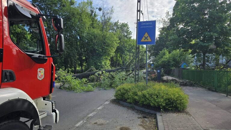 Potężne drzewo runęło na ulicę w Ząbkach. Zerwana linia energetyczna i zablokowana droga